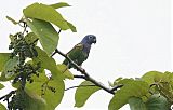 Blue-headed Parrotborder=